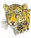 Aperçu léopard